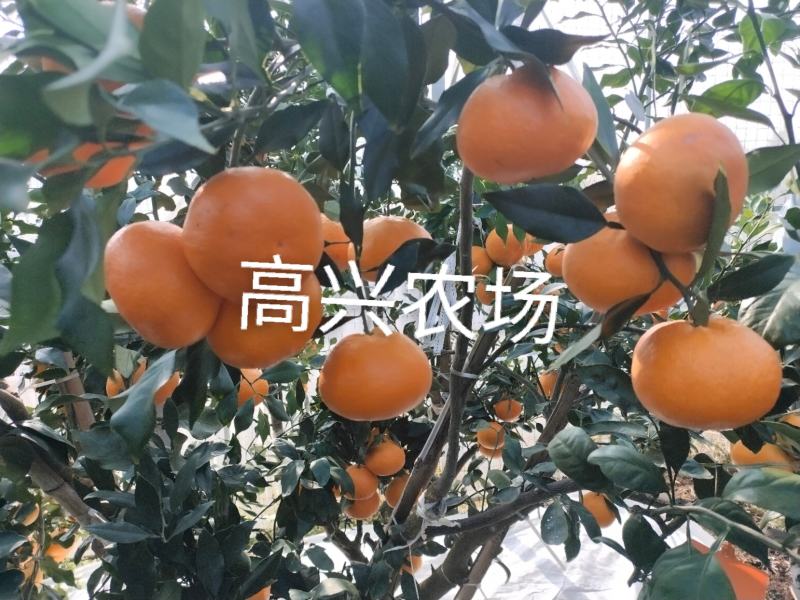 爱媛46象山新品柑橘正宗苗木嫁接枝条