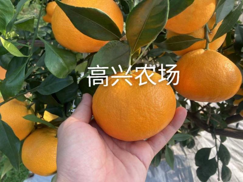 爱媛46象山新品柑橘正宗苗木嫁接枝条
