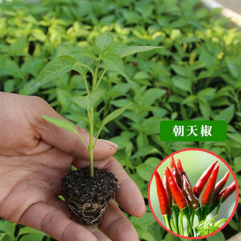 蔬菜幼苗高产辣椒苗西红柿茄子番茄朝天椒圣女果阳台盆栽四季