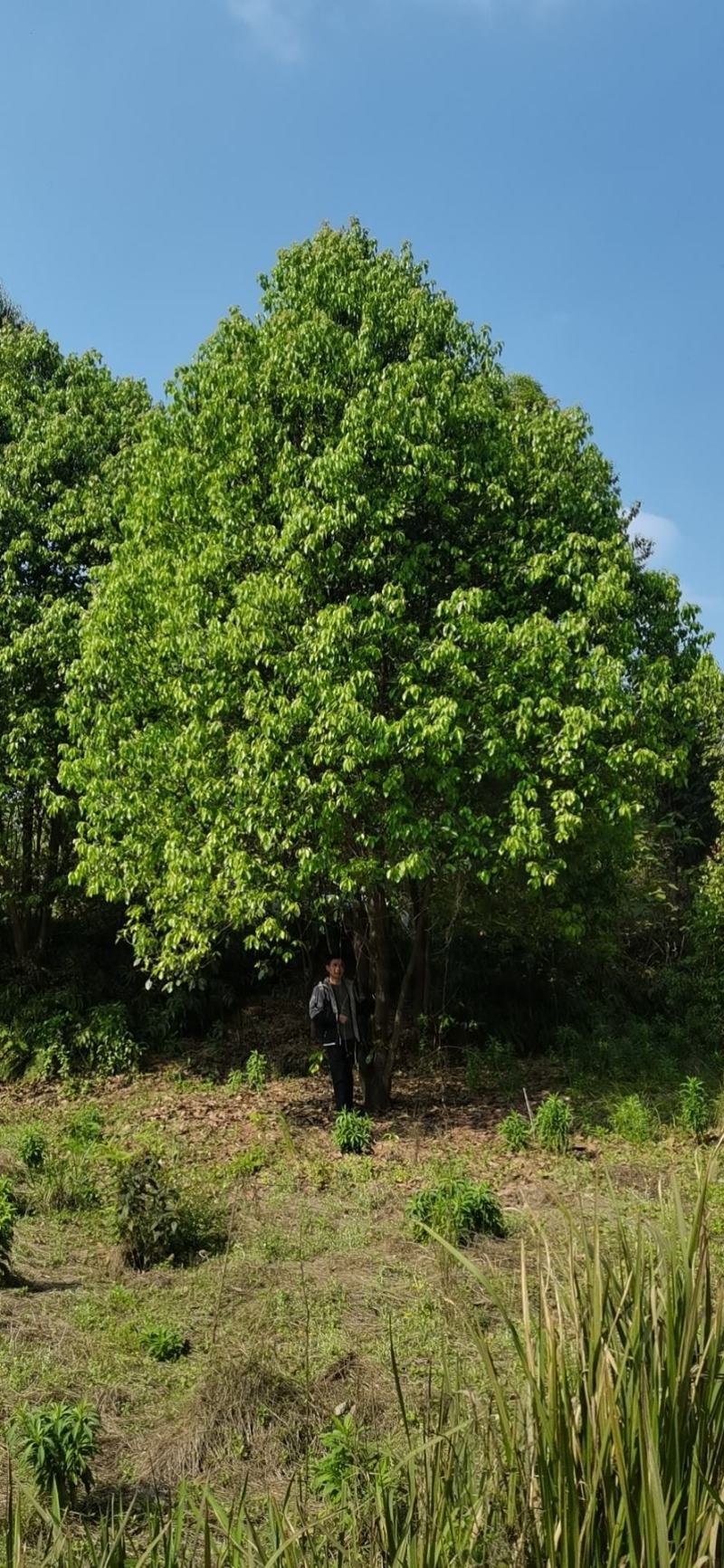 出售丛生香樟生货断根货大小规格均有，货源充足