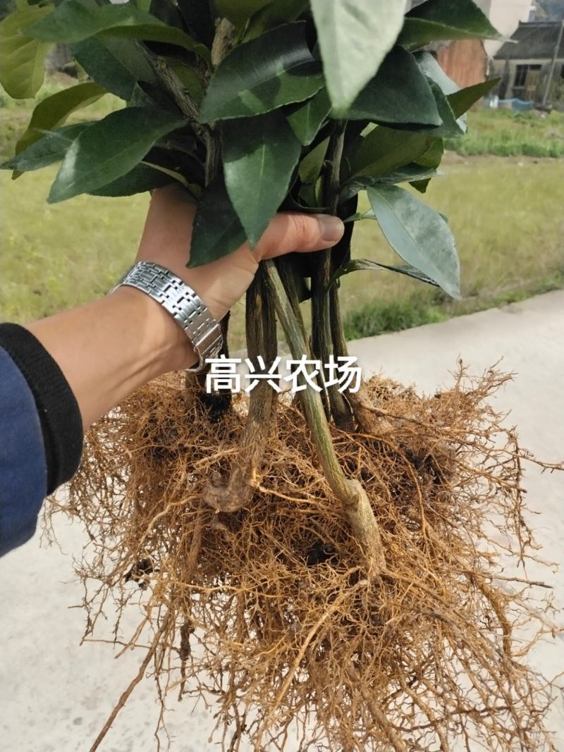爱媛46象山新品柑橘正宗苗木嫁接枝条