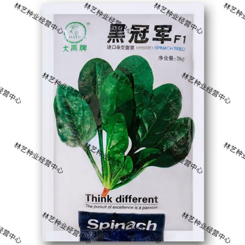 大禹黑冠军菠菜种子春秋播种椭圆墨绿叶抗热高产耐抽薹抗霜霉