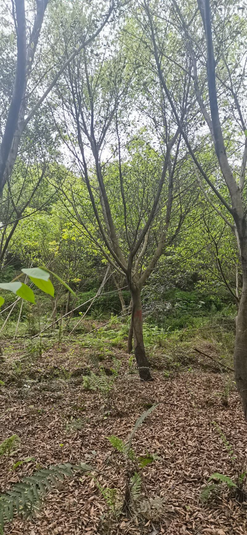 小叶榕全冠装车树形优美