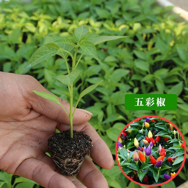 蔬菜幼苗高产辣椒苗西红柿茄子番茄朝天椒圣女果阳台盆栽四季