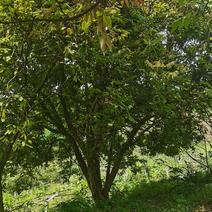 桂圆树15-20-25-30-30公分树形优美大量出