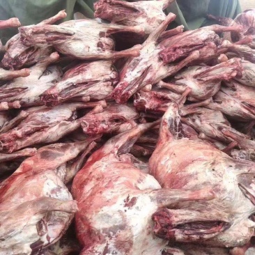 青海玉树治多藏羊肉