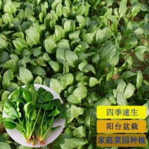 禧雅丽四季红根菠菜种子阳台种菜冬季蔬菜种籽圆叶籽种波菜籽