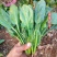 禧雅丽四季红根菠菜种子阳台种菜冬季蔬菜种籽圆叶籽种波菜籽