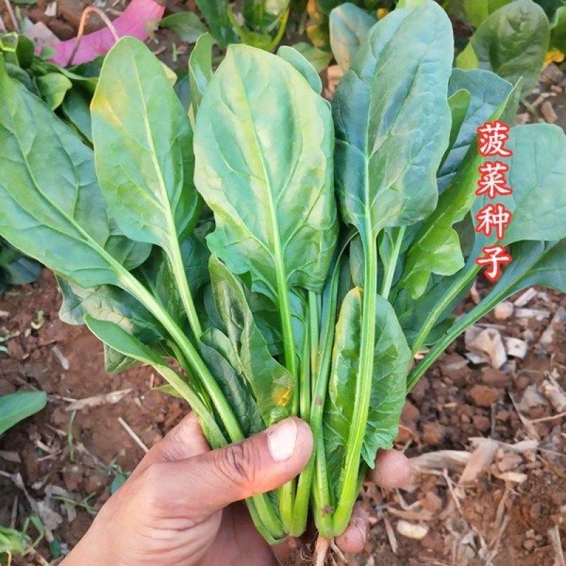 禧雅丽四季红根菠菜种子阳台种菜冬季蔬菜种籽圆叶籽种波菜籽