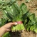 禧雅丽四季红根菠菜种子阳台种菜冬季蔬菜种籽圆叶籽种波菜籽