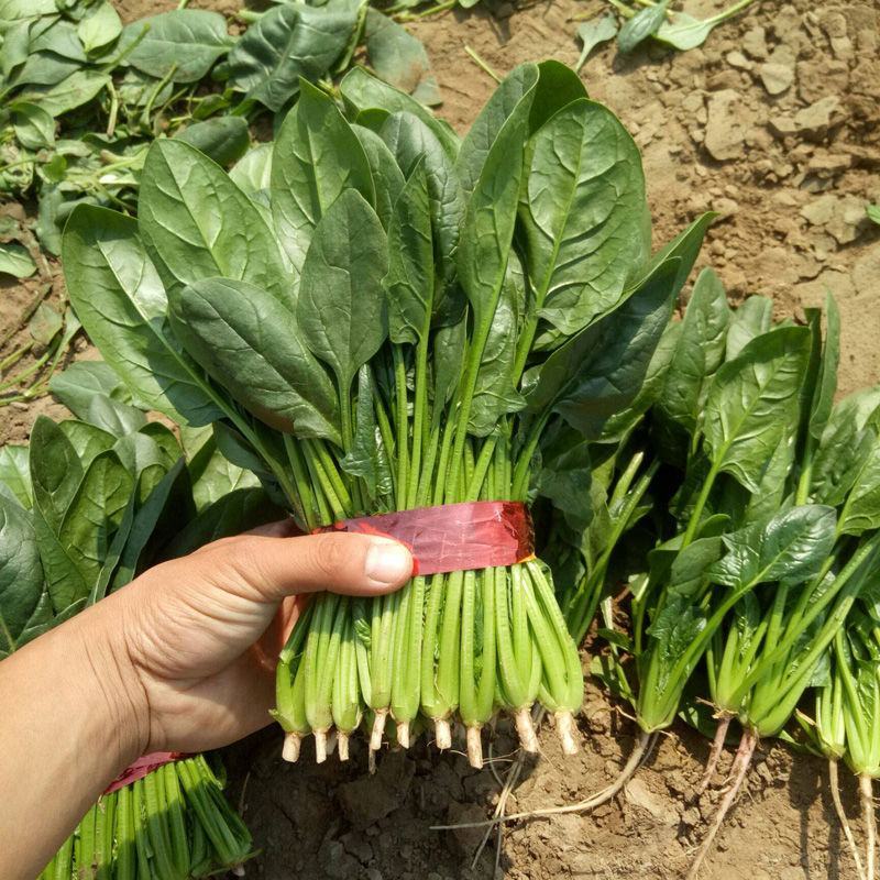 禧雅丽四季红根菠菜种子阳台种菜冬季蔬菜种籽圆叶籽种波菜籽