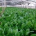 禧雅丽四季红根菠菜种子阳台种菜冬季蔬菜种籽圆叶籽种波菜籽
