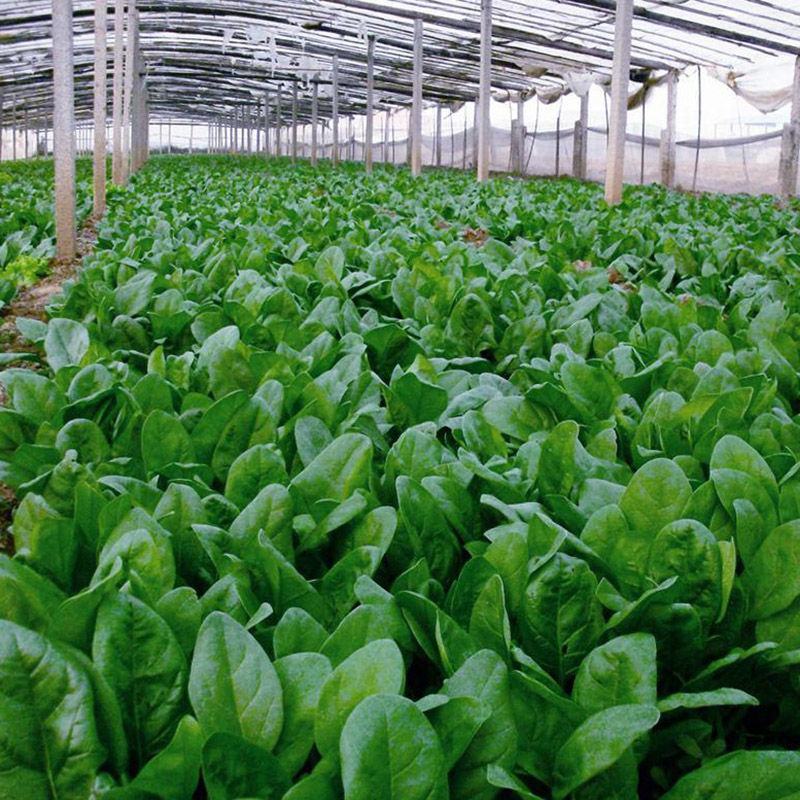 禧雅丽四季红根菠菜种子阳台种菜冬季蔬菜种籽圆叶籽种波菜籽