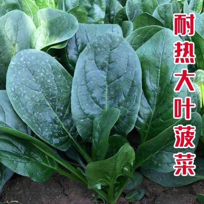 禧雅丽四季红根菠菜种子阳台种菜冬季蔬菜种籽圆叶籽种波菜籽