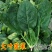 禧雅丽四季红根菠菜种子阳台种菜冬季蔬菜种籽圆叶籽种波菜籽