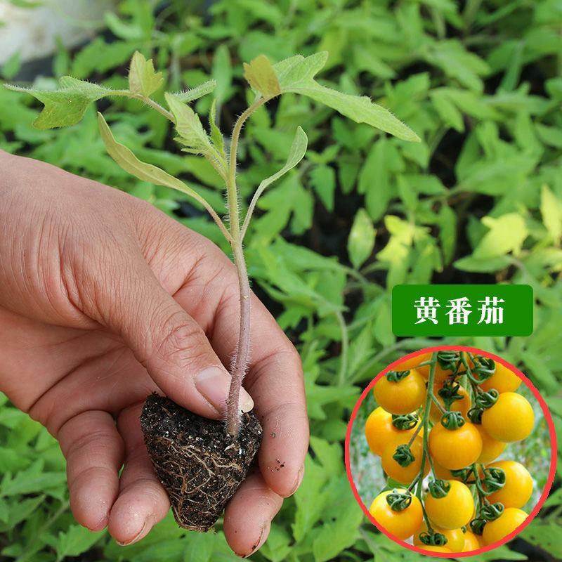 蔬菜苗西红柿秧苗子带土千禧大小圣女果番茄苗辣椒黄瓜苗盆栽