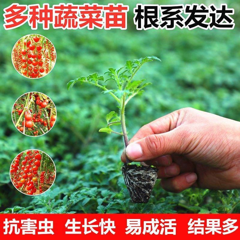 蔬菜苗西红柿秧苗子带土千禧大小圣女果番茄苗辣椒黄瓜苗盆栽