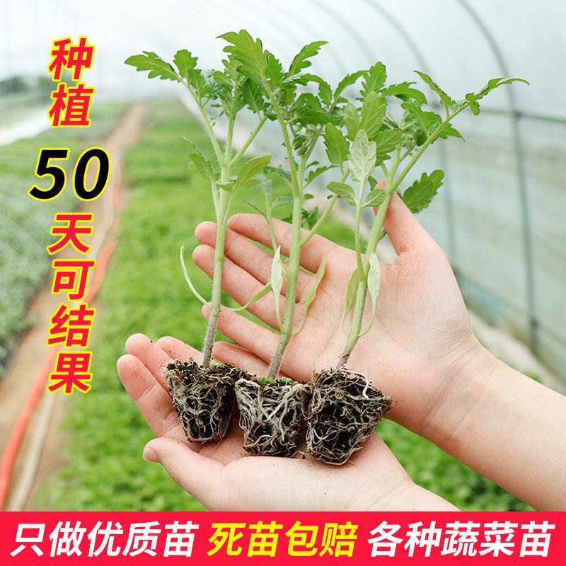 蔬菜苗西红柿秧苗子带土千禧大小圣女果番茄苗辣椒黄瓜苗盆栽