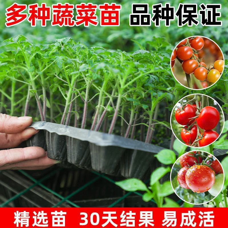 蔬菜苗西红柿秧苗子带土千禧大小圣女果番茄苗辣椒黄瓜苗盆栽
