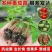 蔬菜苗西红柿秧苗子带土千禧大小圣女果番茄苗辣椒黄瓜苗盆栽