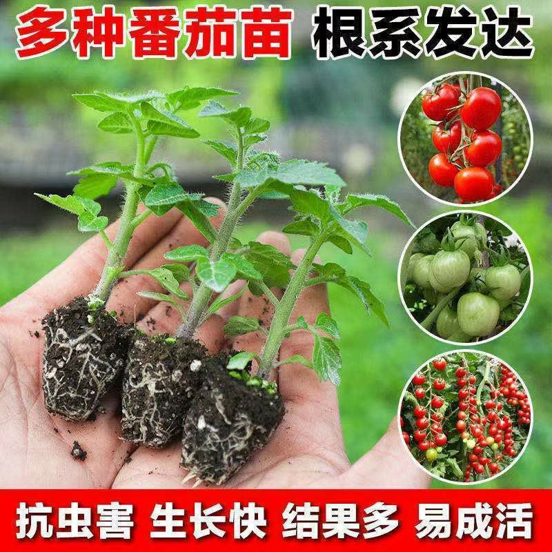 蔬菜苗西红柿秧苗子带土千禧大小圣女果番茄苗辣椒黄瓜苗盆栽