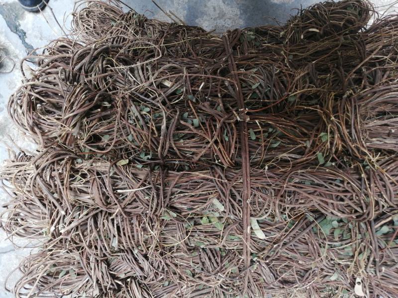 广东纯野生鸡骨草，靓干货无硫自然干晒，二十斤起发货