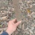福建三明地区低价出售自家米径三公分以上木荷