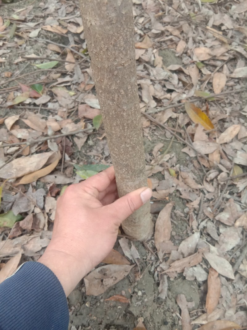 福建三明地区低价出售自家米径三公分以上木荷