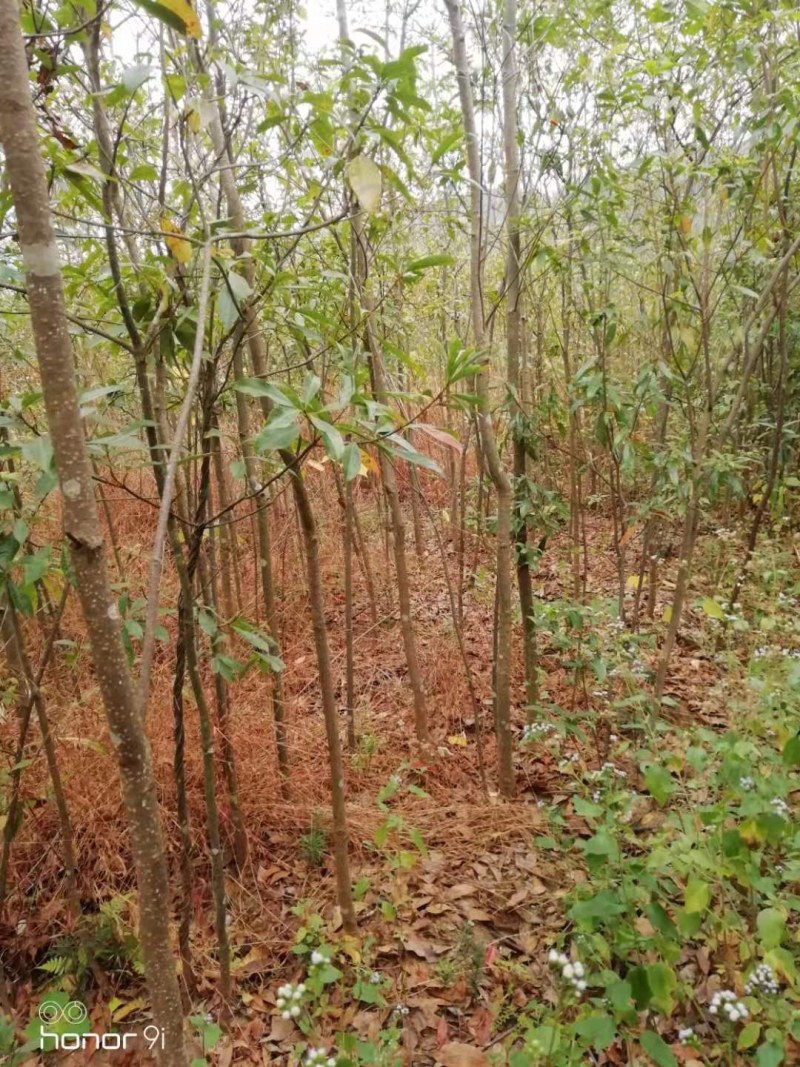 福建三明地区低价出售自家米径三公分以上木荷