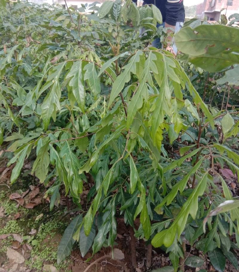 新品种无核龙眼苗四季龙眼树苗无核龙眼树苗南北方种植盆栽