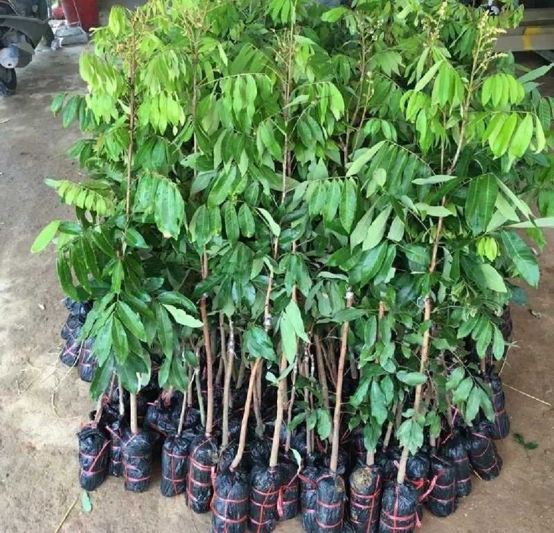 新品种无核龙眼苗四季龙眼树苗无核龙眼树苗南北方种植盆栽