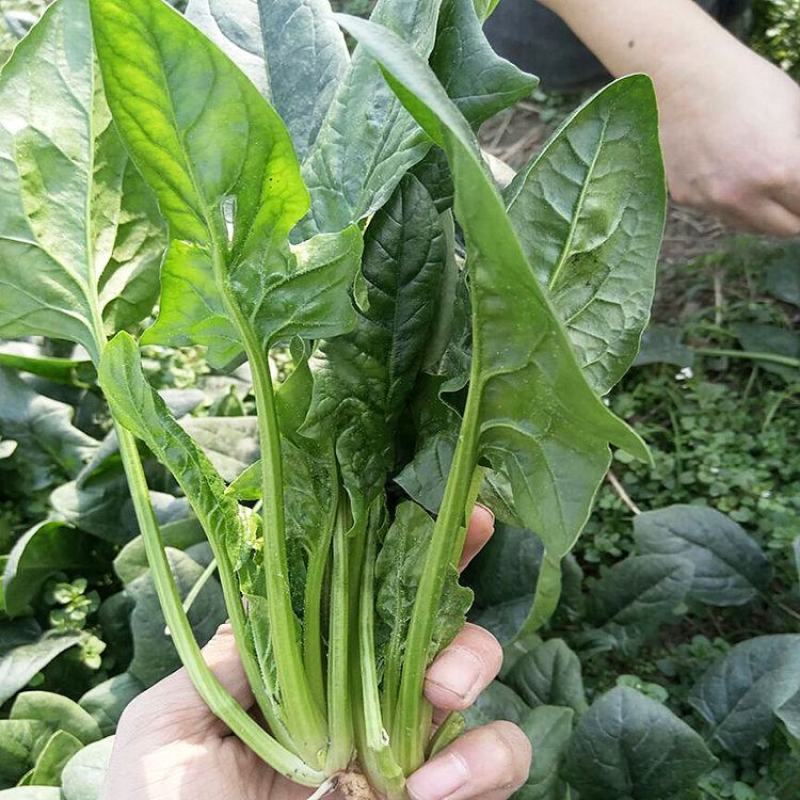 皇家墨绿圆叶菠菜种子高产抗病耐寒春秋冬播高产进口黑叶菠菜