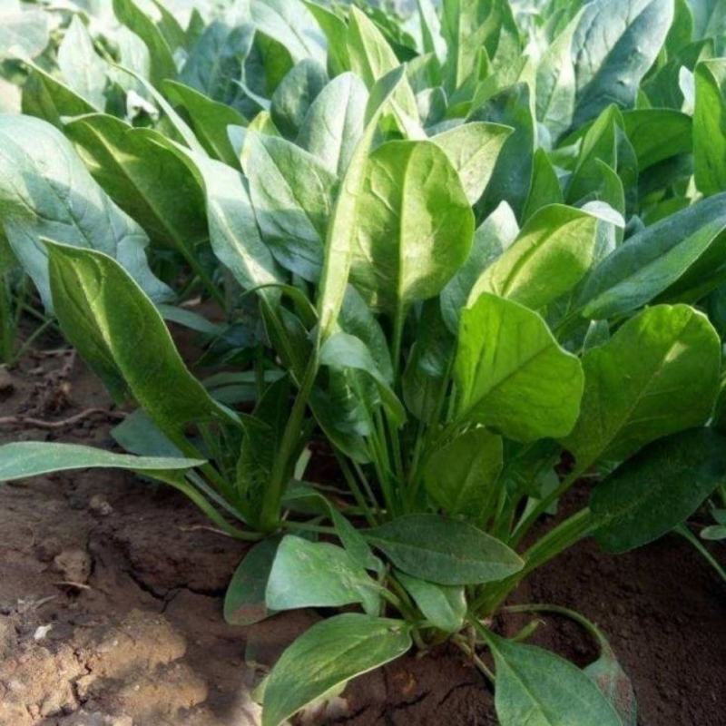 皇家墨绿圆叶菠菜种子高产抗病耐寒春秋冬播高产进口黑叶菠菜