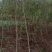 长期供应出土量米径2-6公分木荷，枫香。