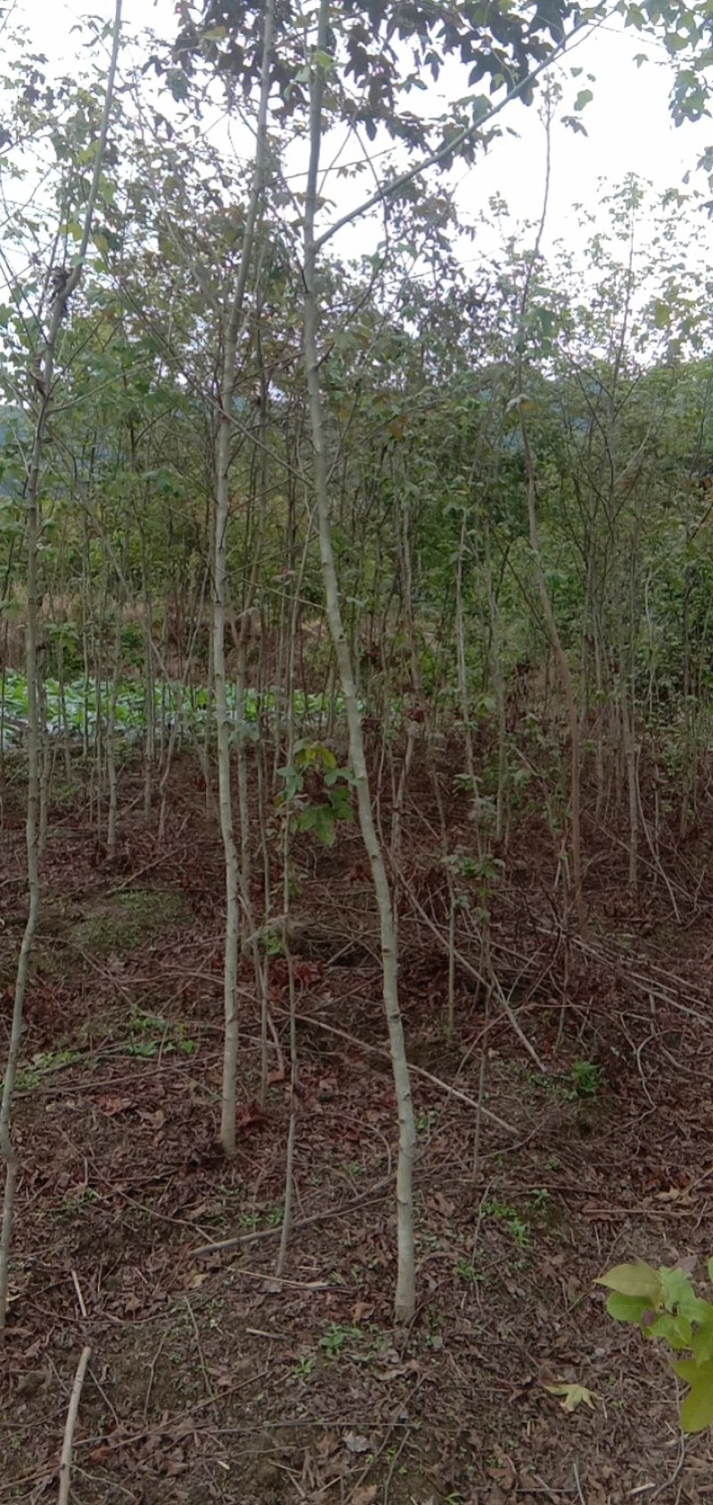 长期供应出土量米径2-6公分木荷，枫香。