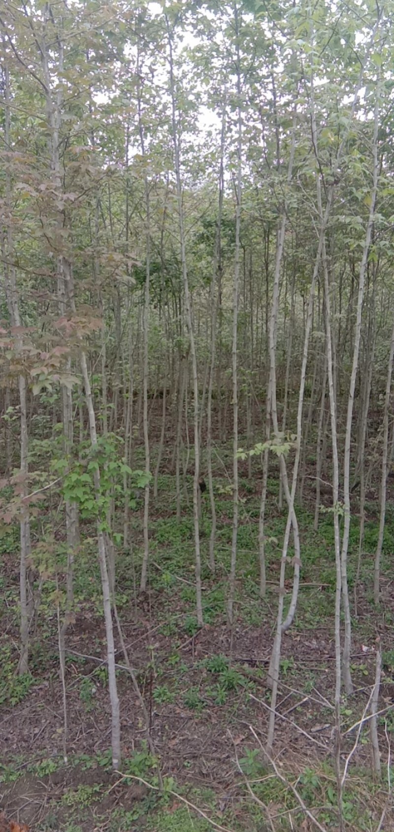 长期供应出土量米径2-6公分木荷，枫香。