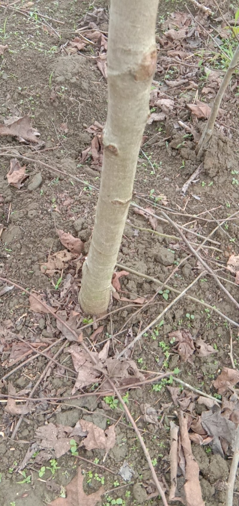 长期供应出土量米径2-6公分木荷，枫香。
