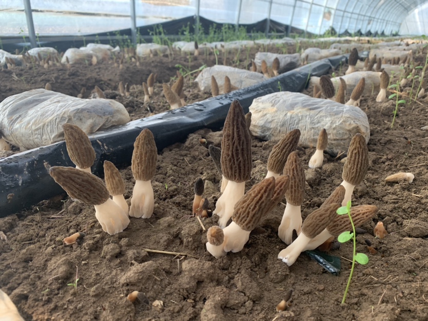 羊肚菌田间生长图