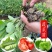 茄子苗蔬菜苗紫长茄苗黑长茄苗紫圆茄杭茄苗线茄苗青茄烧烤茄