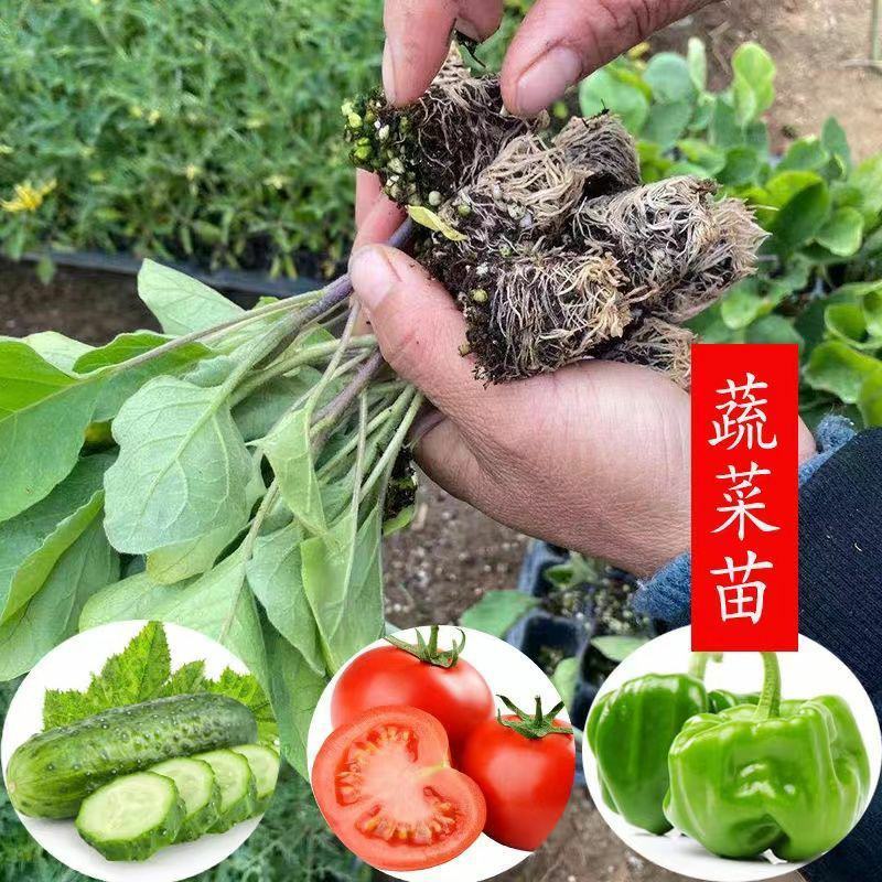 茄子苗蔬菜苗紫长茄苗黑长茄苗紫圆茄杭茄苗线茄苗青茄烧烤茄