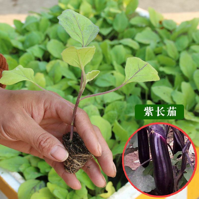 茄子苗蔬菜苗紫长茄苗黑长茄苗紫圆茄杭茄苗线茄苗青茄烧烤茄