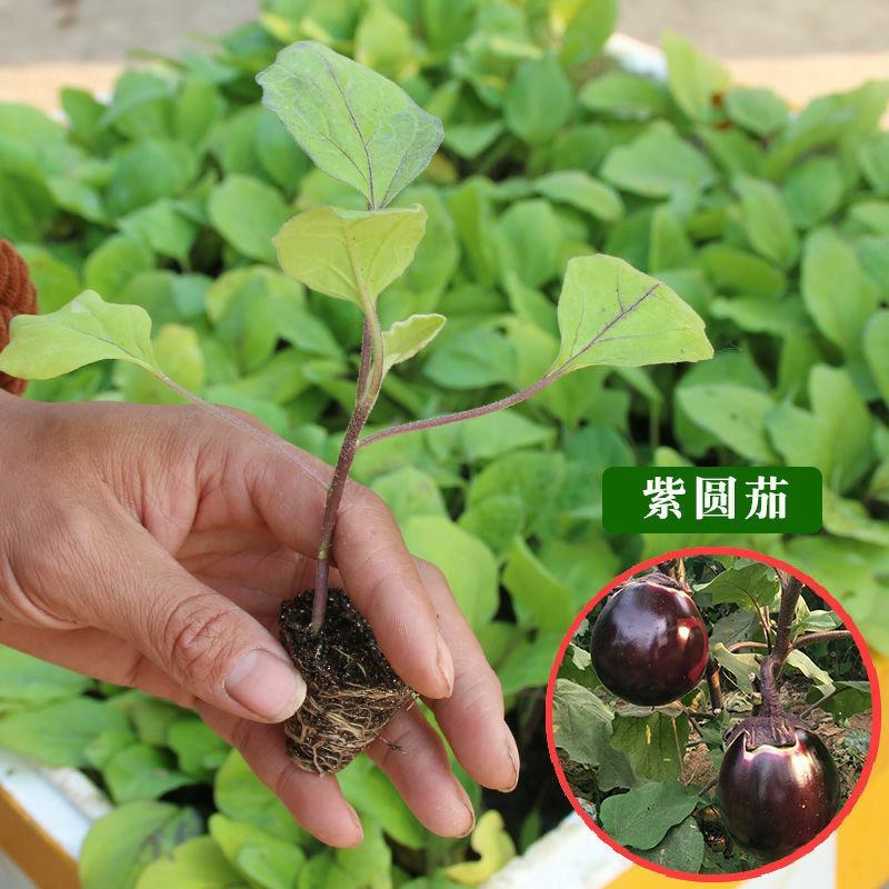 茄子苗蔬菜苗紫长茄苗黑长茄苗紫圆茄杭茄苗线茄苗青茄烧烤茄