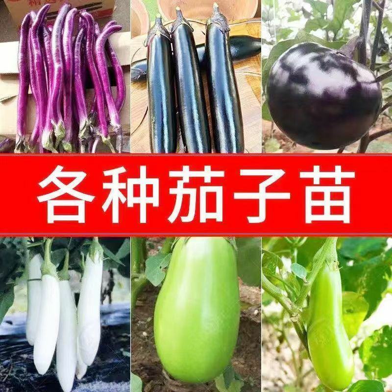 茄子苗蔬菜苗紫长茄苗黑长茄苗紫圆茄杭茄苗线茄苗青茄烧烤茄