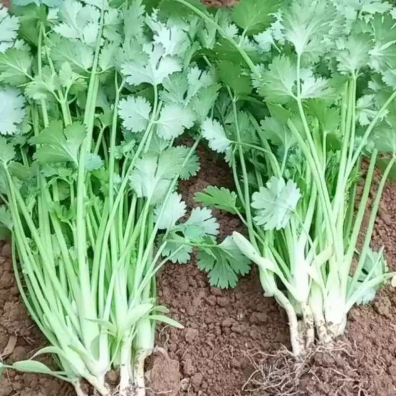 香菜种子澳洲四季香菜耐寒耐热四季播种引进澳洲原种香菜大田