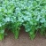 香菜种子澳洲四季香菜耐寒耐热四季播种引进澳洲原种香菜大田