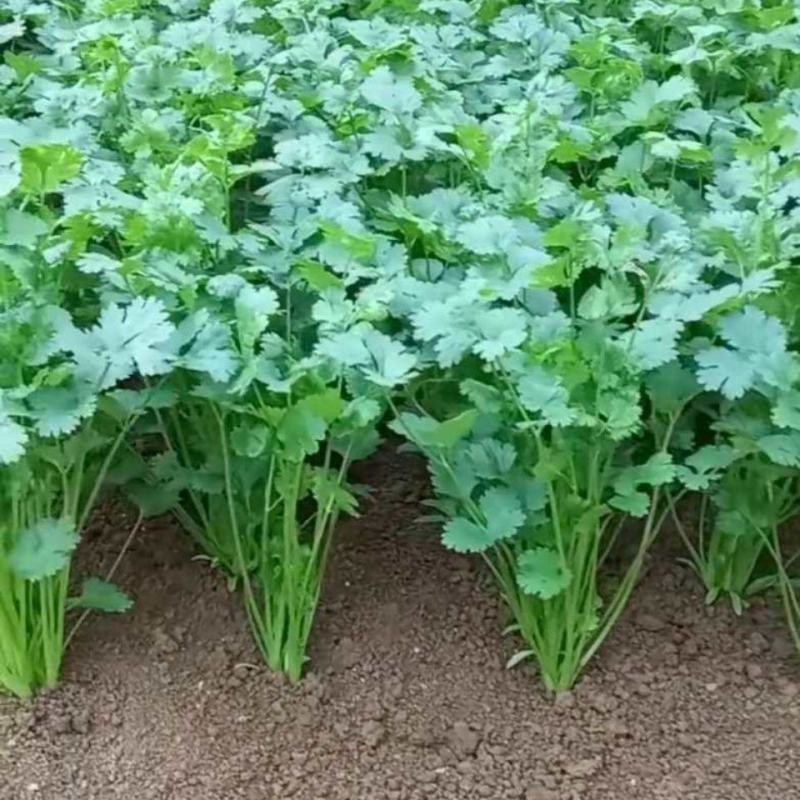 香菜种子澳洲四季香菜耐寒耐热四季播种引进澳洲原种香菜大田