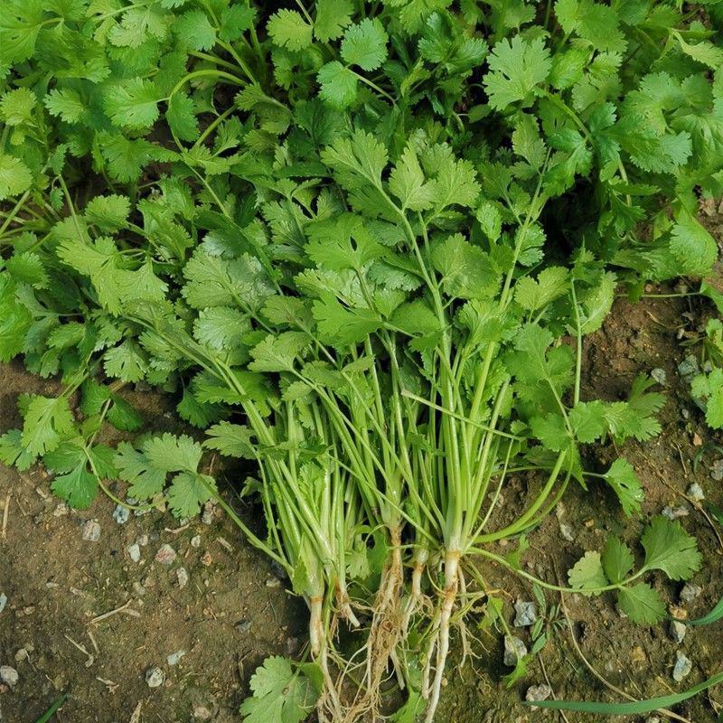 香菜种子澳洲四季香菜耐寒耐热四季播种引进澳洲原种香菜大田