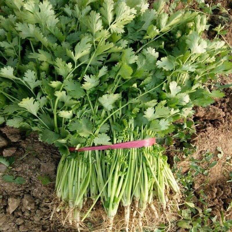 香菜种子澳洲四季香菜耐寒耐热四季播种引进澳洲原种香菜大田