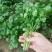 香菜种子澳洲四季香菜耐寒耐热四季播种引进澳洲原种香菜大田