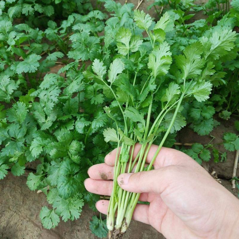 香菜种子澳洲四季香菜耐寒耐热四季播种引进澳洲原种香菜大田